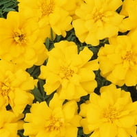 Експерт Градинар Жълти Френски Невен-Годишни Цветя-Външни Живи Растения