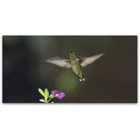 Изобразително изкуство радостта на колибрите от Курт Шафър