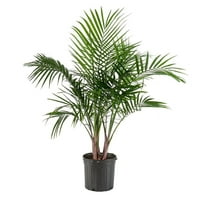 10 Величествена Палма Живо Тропическо Растение